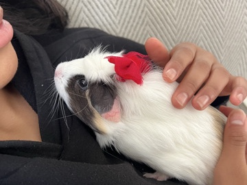 Guinea Pig – 🐹💕💗CUTEEEE GUINEA PIGS 🐹💕💗 – Portland