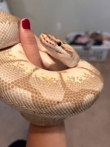 Any – Exotic Ball Python Morph – Saint Clair