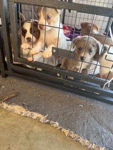 mixed puppies