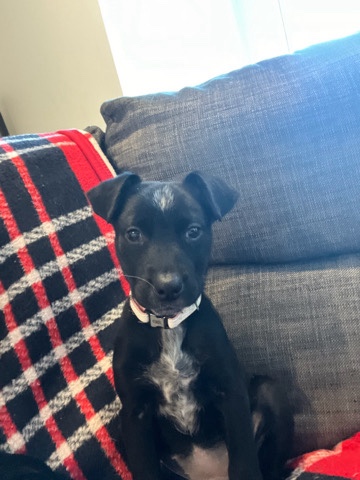 izzy female puppy