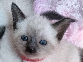 Siamese – Siamese Kittens – Nashville