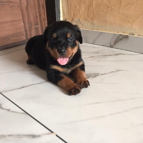 Rottweiler – rotwiler
