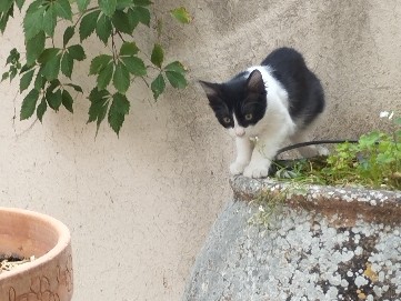Regalo dos gatos cachorros – Muduex