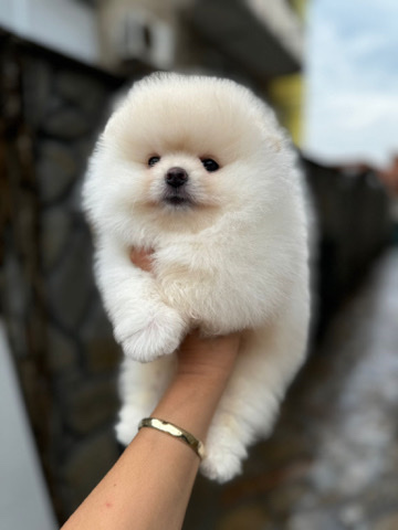 Pomeranian – pomerian