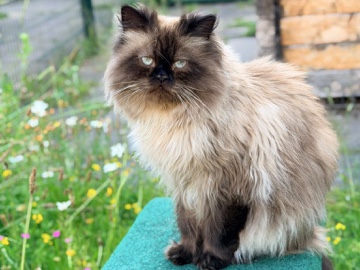 Persian (Modern) – Perserkater sealpoint – Hamburg