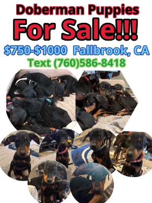 Doberman Pinscher – 6 Doberman puppies – Carlsbad