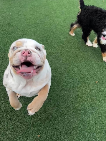 Olde English Bulldogge – 8 month old English Bulldog