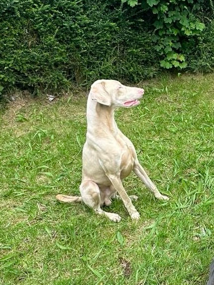 Doberman Pinscher – pink Doberman
