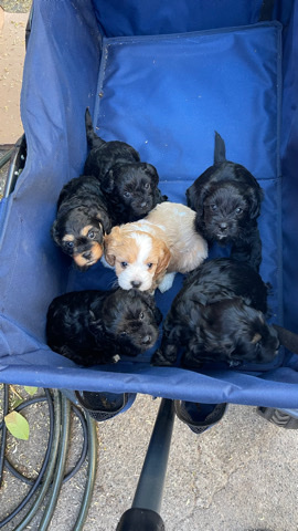 Shih Tzu – Shitzu puppies