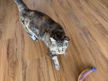 Female shorthair needs rehome. – Los Angeles