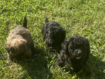Maltipoo – poodle puppies – Lithonia