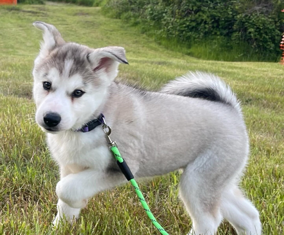 Siberian Husky – Husky Puppies