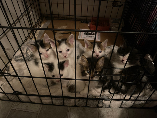 6 kittens for sell 🤗