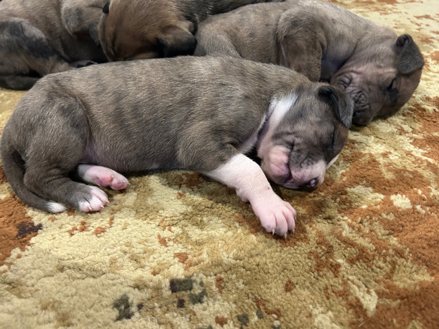 Great Dane – Dinet Family Danes