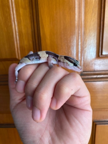 African Fat tail