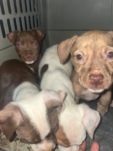 Rat Terrier – puppy for selling only four