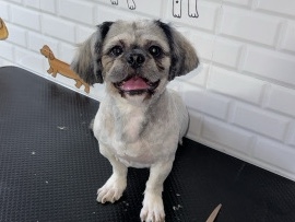 Image of Shih Tzu