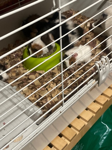 American – rabbits