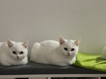 Image of Scottish Fold