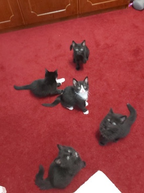 Russian White, Black and Tabby – 5 cute black + white kittens