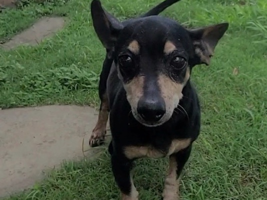 Dachshund – Dachshund/Chihuaha – Pasadena
