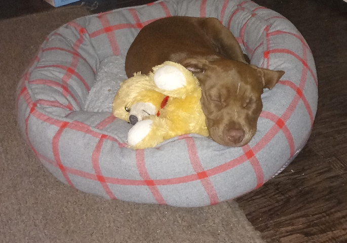 Labrador Retriever – lab pup