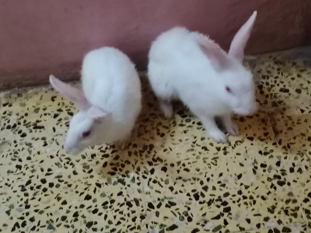 rabbits