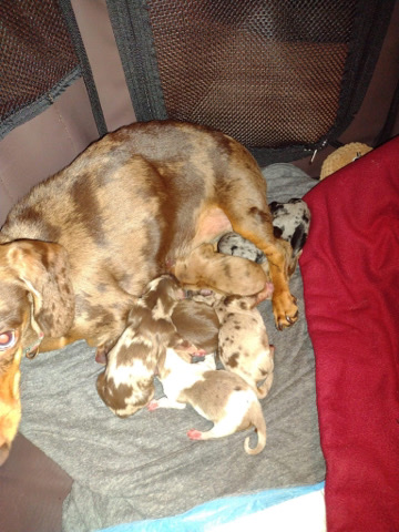 Dachshund – Mini dachshund miami fl
