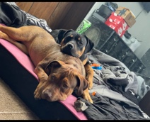 American Staffordshire Terrier – need to rehome 2 of my dogs💔landlord is evicting