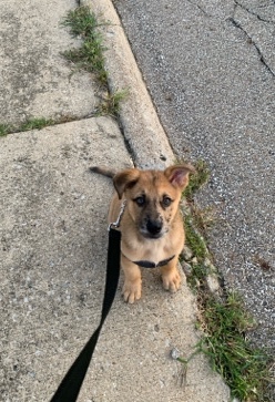 German Shepherd – German Shepard