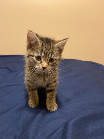 Toyger – 3 month old baby girl looking for a home