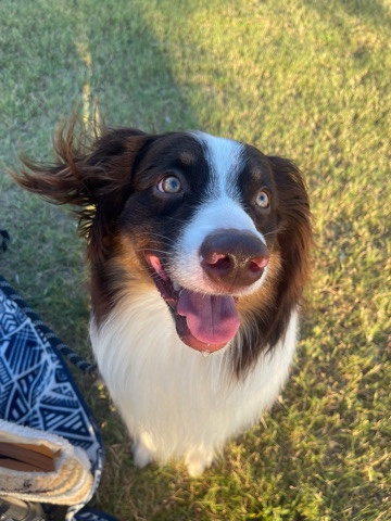 Australian Shepherd – Seeking a Loving Home: Australian Shepherd in Need of Rehoming