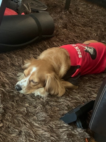 English Cocker Spaniel – Needing A New Home!