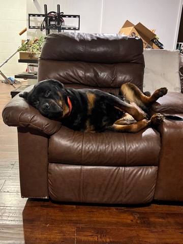 Rottweiler – Adult Female Rottweiler For Sale