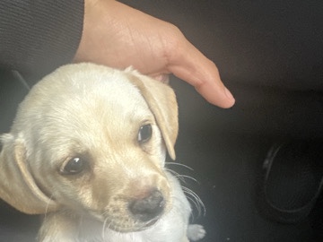 Labrador Retriever – new born puppy needs new home