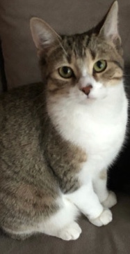 Russian White, Black and Tabby – Female Tabby Cat