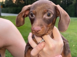 Dachshund – Adorable Dachshund Puppy for Sale – 12 Weeks Old in Macon – Macon