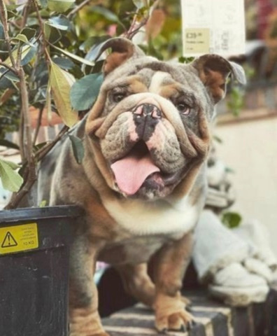 Bulldog – Ivan aka ticketytok open to stud