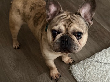French Bulldog – French Bulldog – Winter Haven