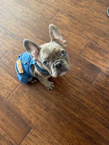 French Bulldog – AKC French bull dog