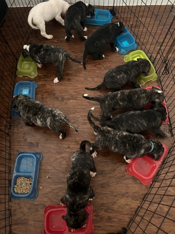 Perro de Presa Canario – Mastiff Puppies