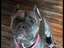 American Pit Bull Terrier – standard female pit – Lexington