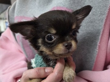 Chihuahua – 2개월 장모치와와 탄이 보호자님 모십니다. – Naju-si