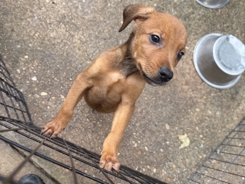 Doberman Pinscher – Doberman Pinscher Mix Puppy – 2 Months Old in Cusseta – Cusseta