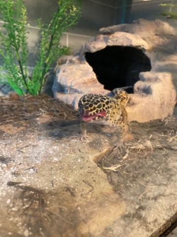 20 gallon tank with leopard gecko