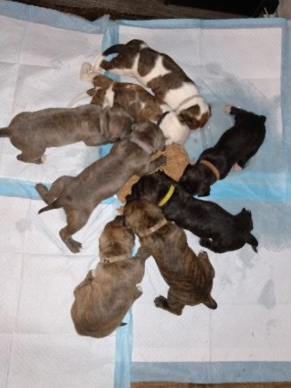 American Pit Bull Terrier – Spunky sweetness looking for forever homes