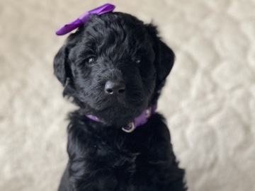 Goldendoodle – F1 Goldendoodle (female) – West Monroe