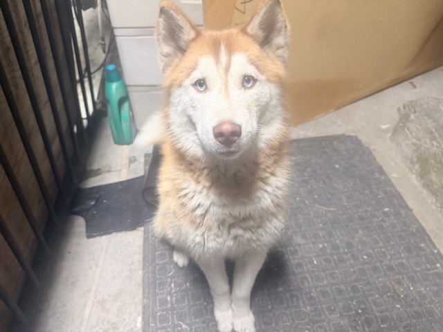 Siberian Husky – Rehoming – San Bernardino