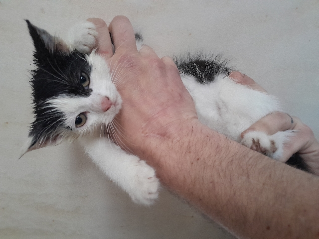 British Semi-longhair – Stunning Turkish van  kittens for sale 😍
