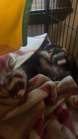 ferret – Fluffy Ferrets ❤️